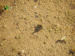 Triops cancriformis