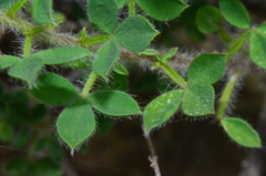 Chamaecytisus austriacus