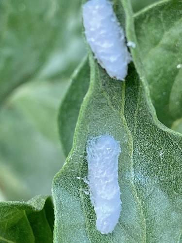 iNaturalist observation photo of Insects