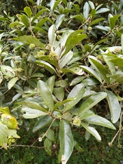 Daphnopsis macrophylla