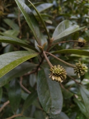 Daphnopsis macrophylla