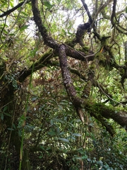 Daphnopsis macrophylla