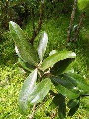 Daphnopsis macrophylla