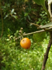 Daphnopsis macrophylla