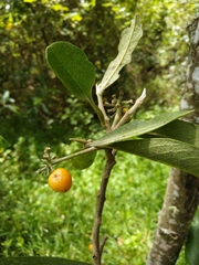 Daphnopsis macrophylla
