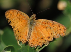 Phalanta