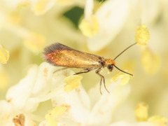 Micropterix
