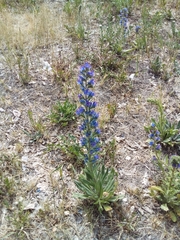 Echium vulgare
