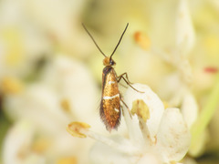 Micropterix