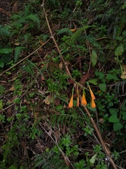 Stenomesson aurantiacum