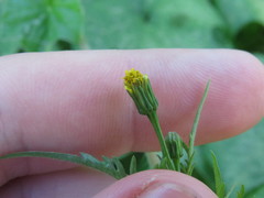 Bidens leptocephala