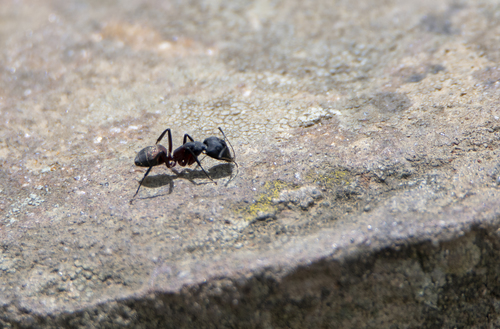 Blood-spotted Sugar Ant