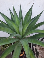 Agave