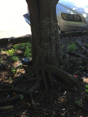 Alectryon excelsus grandis