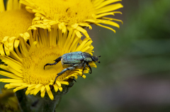 Hoplia bilineata