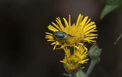 Hoplia bilineata