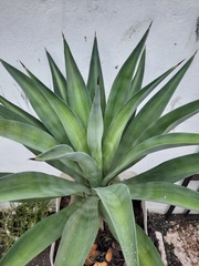 Agave
