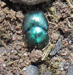 Proagoderus aureiceps