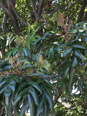 Alectryon excelsus grandis