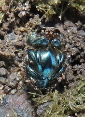 Proagoderus aureiceps