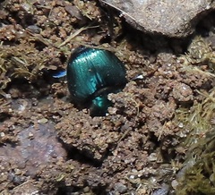 Proagoderus aureiceps