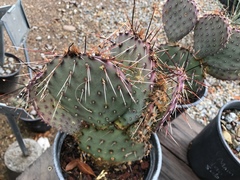 Opuntia strigil