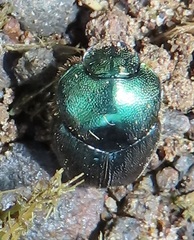 Proagoderus aureiceps