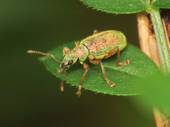 Polydrusus pterygomalis