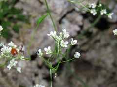 Kernera saxatilis