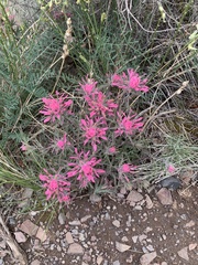 Castilleja angustifolia angustifolia