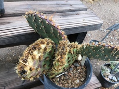Opuntia aciculata