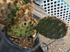 Opuntia aciculata