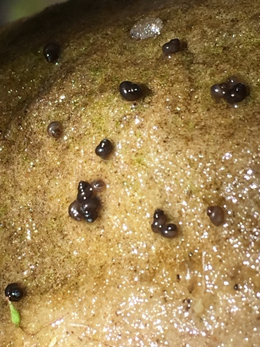 Southwest Nevada Pyrg