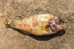 Lepomis gulosus