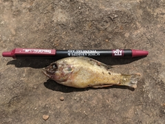 Lepomis gulosus
