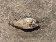 Lepomis gulosus