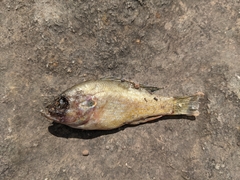 Lepomis gulosus