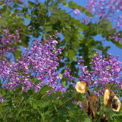 Pterodon emarginatus