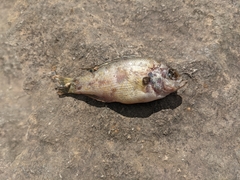 Lepomis gulosus