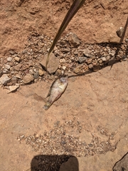 Lepomis gulosus