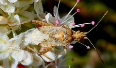 Harmostes angustatus