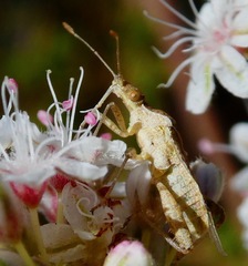 Harmostes angustatus