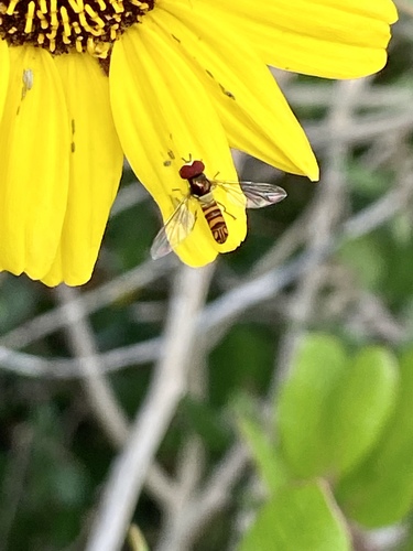iNaturalist observation photo of Oblique Streaktail