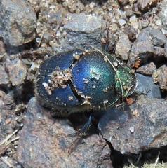 Proagoderus aciculatus