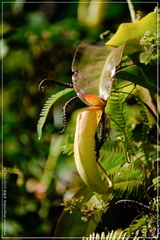 Nepenthes mirabilis