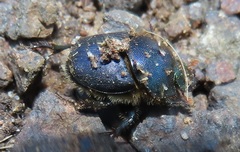 Proagoderus aciculatus