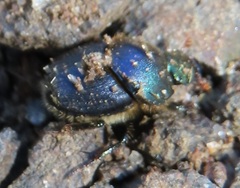 Proagoderus aciculatus