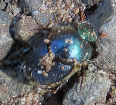 Proagoderus aciculatus