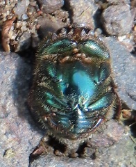 Proagoderus aciculatus