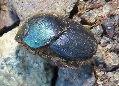 Proagoderus aciculatus
